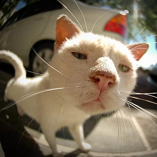 gatto, animale, espressione, domestico, animali domestici, mammifero, temi animali, un animale, gatto domestico, baffo, felino, vertebrato, avvicinamento, analizzare, cercare, guardare, nessuno, guardando lontano, parte del corpo animale, concentrarsi sulle conoscenze acquisite, testa di animale, Colore bianco, 1080P, CC0, dominio pubblico, privo di copyright