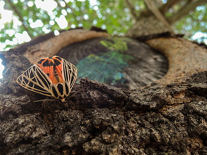 polilla, árbol, insecto, parque bosque, parque, bosque, naturaleza, al aire libre, color verde, un animal, día, temas de animales, planta, tronco de arbol, nadie, el maletero, fauna animal, animales en la naturaleza, de cerca, invertebrado, centrarse en primer plano, texturizado, animal, enfoque selectivo, rock, mariposa - insecto, ladrar, 4K, CC0, dominio público, libre de derechos