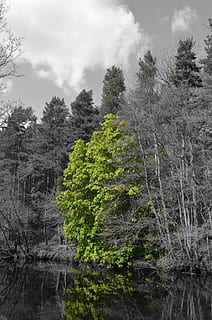 arbre, la nature, saison de printemps, vert, printemps, saison, branches, feuilles, sélection, effet de lumière, forêt, paysage, paysages, en plein air, eau, des bois, personne, beauté dans la nature, scène tranquille, Lac, rivière, zone de nature sauvage, nuage - ciel, pin, plante, croissance, tranquillité, ciel, journée, terre, paysages - nature, scène non urbaine, idyllique, couleur verte, 1080P, CC0, domaine public, libre de droits