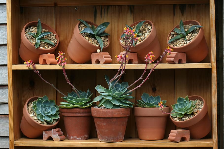 olles, jardí, cactus, planta en test, planta, cap gent, prestatge, elecció, creixement, variació, material de fusta, contenidor, gran grup d'objectes, dia, naturalesa, art i artesania, a l'interior, color verd, test de flor, arranjament, decoració, natura morta, 1080P