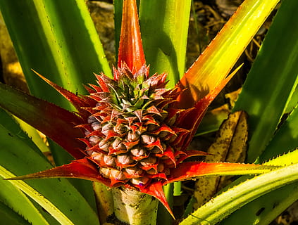 jove, pinya, fruita, pinya jove, creixement, color verd, planta, naturalesa, full, flor, primer pla, cap gent, bellesa a la natura, part de la planta, dia, vermell, frescor, centrar-se en primer pla, planta amb flors, a l'aire lliure, planta suculenta, menjar, cactus, espina, 2K, CC0, domini públic, lliure de regalies