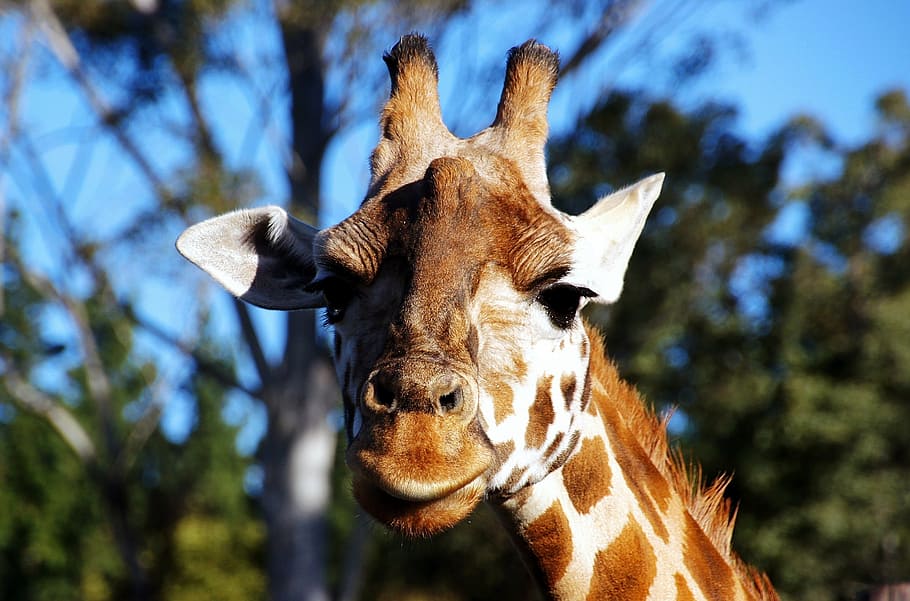 flach, fokus fotografie, Giraffe, Porträt, Kopf, Gesicht, Säugetier, Mund, Ohren, süß, suchen, Augen, Muster, Nahansicht, Tier, Natur, Tierwelt, gehörnt, Afrika, Tierthemen, ein Tier, Baum, Pflanze, Tiere in freier Wildbahn, keine Leute, Wirbeltier, Haustiere, Tierkörperteil, Fokus auf den Vordergrund, Tag, Kamera betrachten, Sonnenlicht, pflanzenfressend, draußen, Tierkopf, Tierhals, 1080P