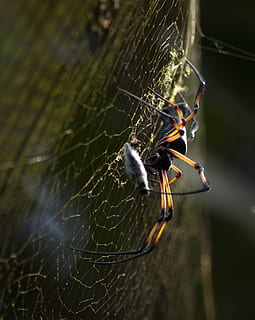edderkop, spindelvæv, natur, netværk, tæt, insekt, dyr, anstrengte netværk, hvirvelløse, dyre temaer, dyr i naturen, dyreliv, et dyr, edderkoppespind, tæt på, leddyr, fokus på forgrunden, arachnid, dag, skrøbelighed, ingen mennesker, overlevelse, zoologi, selektiv fokusering, udendørs, dyr ben, web, 2K, CC0, offentligt domæne, royaltyfrie
