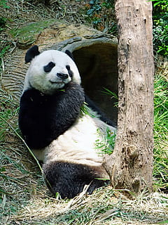 Panda, Verlegung, Gras, gefährdet, Selten, geschützt, Bambus, nationaler Schatz, Zoo, Tierwelt, Erhaltung, Jia Jia, Ast, Natur, Panda - Tier, Bär, Tier, gefährdete Spezies, Säugetier, Riesenpanda, Asien, Wald, Naturschutzgebiet, Tierthemen, Pflanze, ein Tier, Tiere in freier Wildbahn, Baum, Wirbeltier, Tag, Baumstamm, Kofferraum, keine Leute, Land, Zoologie, draußen, pflanzenfressend, Bambuspflanze, 4K, CC0, gemeinfrei, lizenzfrei