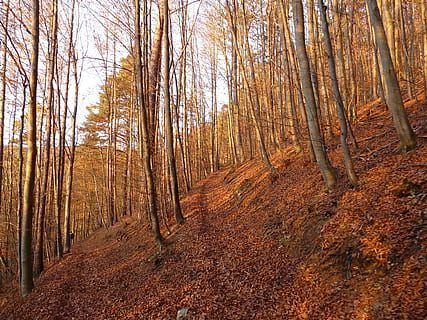 Skov, træ, træer, efterår, efterårskov, stamme, log, blade, jord, plante, ro, bagagerum, træstamme, skønhed i naturen, rolig scene, natur, scenics - natur, ikke-urbane scene, dag, lave om, miljø, ingen mennesker, landskab, vækst, udendørs, efterårssamling, fyrreskov, 2K, CC0, offentligt domæne, royaltyfrie