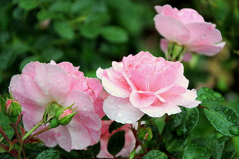 Tropfen, Frühling, Blume, Rose, detailliert, dekorativ, Tickets, Natur, Flora, Blütenblätter, Garten, Grün, Rosa, Liebe, Scharf, Licht, Stacheln, pinke Farbe, Pflanze, Pfingstrose, Blatt, blühende Pflanze, Schönheit in der Natur, Frische, Nahansicht, Blütenblatt, Zerbrechlichkeit, Verletzlichkeit, Blütenstand, Wachstum, Blütenkopf, keine Leute, Pflanzenteil, nass, draußen, Regen, Tau, Blumenstrauß, Regentropfen, 4K, CC0, gemeinfrei, lizenzfrei
