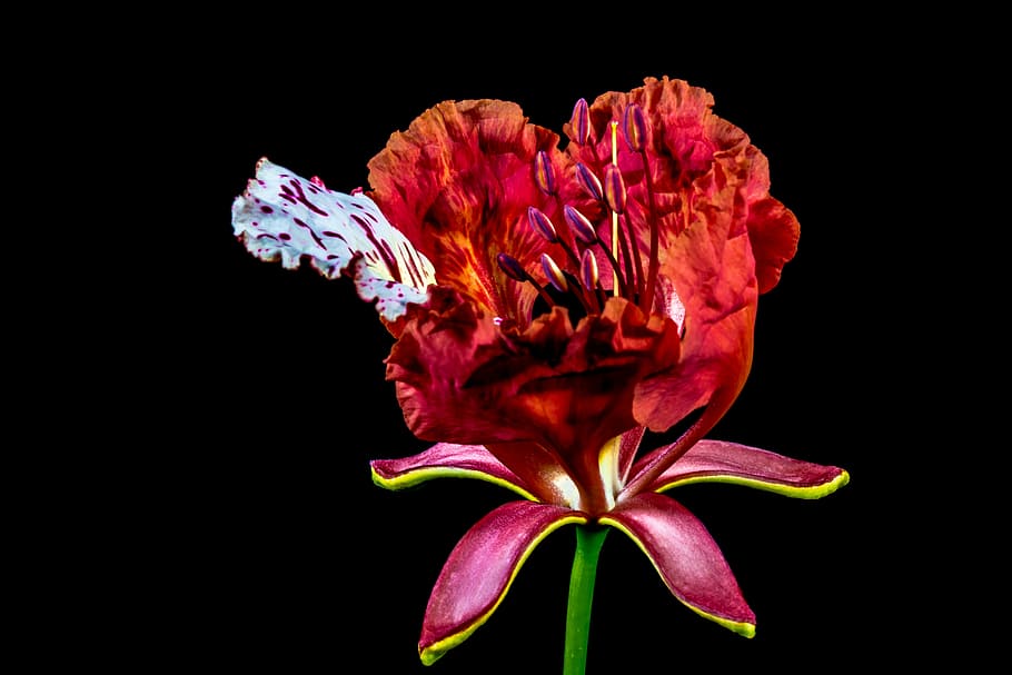 Flor, vermelho, planta com flores, vulnerabilidade, fragilidade, pétala, frescura, beleza na natureza, tiro do estúdio, cabeça de flor, plantar, inflorescência, fundo preto, fechar-se, crescimento, natureza, dentro de casa, ninguém, pólen, marrom, arranjo de flores, ramalhete, planta murcha, 5K