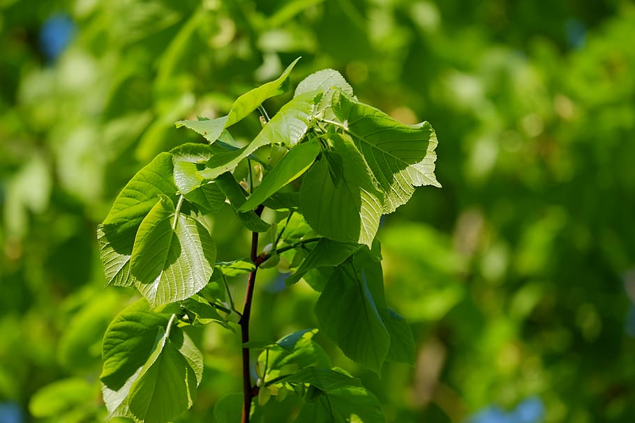 selectiu, focalitzar la fotografia, verd, fulles, planta, durant el dia, Linde, Lima, arbre caducifoli, llum, ombra, lipovina, irregulars, fullatge, venes de les fulles, branca, arbre, malva, malvaceae, tilia platyphyllos, hispà, full, part de la planta, color verd, creixement, centrar-se en primer pla, primer pla, bellesa a la natura, naturalesa, dia, cap gent, menjar, frescor, menjar i beguda, enfocament selectiu, a l'aire lliure, tranquil·litat, llum solar, 4K