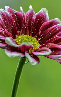 gerbera, macro, dichtbij, bloemblaadje, bloem, bloemblad, de lente, botanisch, groen, natuur, fabriek, rood, water, druppels, druppeltjes, vers, versheid, detailopname, bloemhoofd, bloeiende plant, schoonheid in de natuur, kwetsbaarheid, laten vallen, breekbaarheid, nat, groei, bloeiwijze, selectieve aandacht, geen mensen, groene kleur, Purper, stuifmeel, dauw, regendruppel, regen, lente, buitenshuis, regenseizoen, puurheid, 4K, CC0, publiek domein, royaltyvrij