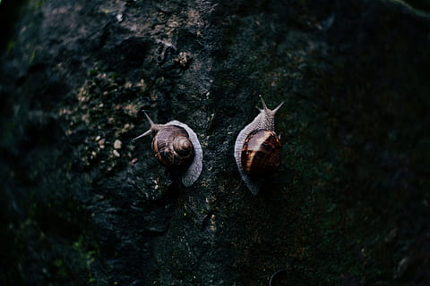 fotografia, Due, Marrone, grigio, lumache, nero, superficie di roccia, roccia nera, superficie, lumaca, roccia, conchiglia, natura, animale, guscio di animale, avvicinamento, acqua, nessuno, temi animali, giorno, all'aperto, fauna selvatica, animali allo stato selvatico, roccia - oggetto, solido, pianta, mollusco, gasteropode, un animale, messa a fuoco selettiva, invertebrato, marino, 4K, CC0, dominio pubblico, privo di copyright