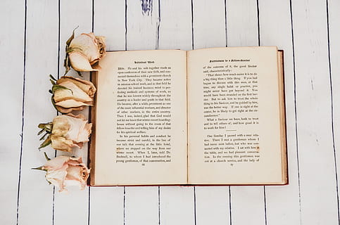 bianca, libro, ha aperto, quattro, Rose, pagina, accanto, rosa, fiori, nessuno, freschezza, pubblicazione, direttamente sopra, cibo e bevande, cibo, testo, carta, in casa, vista dall'alto, fiore, pianta, natura morta, tavolo, avvicinamento, legno - materiale, foglia, pianta fiorita, benessere, 4K, CC0, dominio pubblico, privo di copyright