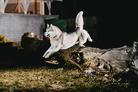blanc, siberiana, husky, saltar, marró, tronc de l'arbre, nit, adult, negre, sec, arbre, concret, paret, gos, registre, monyó, animal, temes d'animals, un animal, mamífer, nacional, mascotes, animals domèstics, caní, corrent, cap gent, llop, vertebrats, naturalesa, boca oberta, a l'aire lliure, boca, agressió, 2K, CC0, domini públic, lliure de regalies