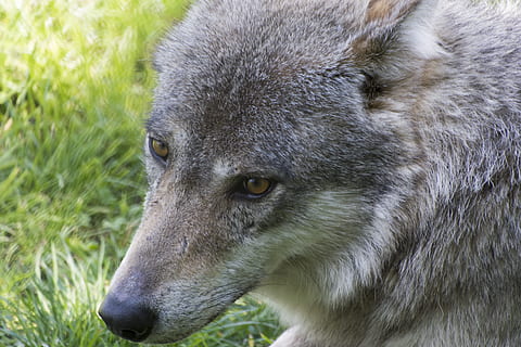 bestia, lupo, predatore, un animale, temi animali, animale, fauna selvatica, animali allo stato selvatico, mammifero, vertebrato, avvicinamento, nessuno, erba, parte del corpo animale, testa di animale, natura, canino, cane, analizzare, cercare, guardare, giorno, all'aperto, pianta, terra, occhio animale, grugno, 5K, CC0, dominio pubblico, privo di copyright
