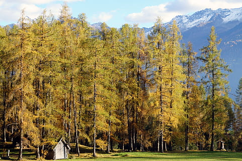 foresta, autunno, pino, alberi, natura, d'oro, paesaggio, boschetto, tirolo, umore, raggio di sole, panoramico, allagato, albero, pianta, bellezza nella natura, scena tranquilla, la tranquillità, scenics - natura, crescita, giorno, montagna, scena non urbana, cielo, terra, colore verde, nessuno, idilliaco, nuvola - cielo, modificare, ambiente, all'aperto, albero di conifere, 5K, CC0, dominio pubblico, privo di copyright
