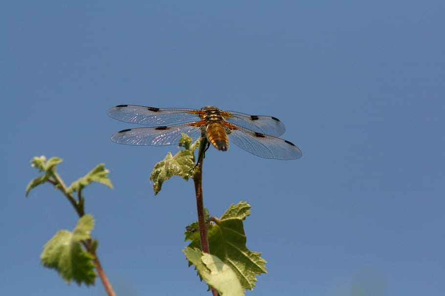 libèl·lula, naturalesa, error, insecte, blau, un animal, fauna animal, dia, cel, temes d'animals, invertebrat, ala dels animals, animal, animals a la natura, planta, cel clar, primer pla, cap gent, bellesa a la natura, a l'aire lliure, vista d’angle baix, 4K