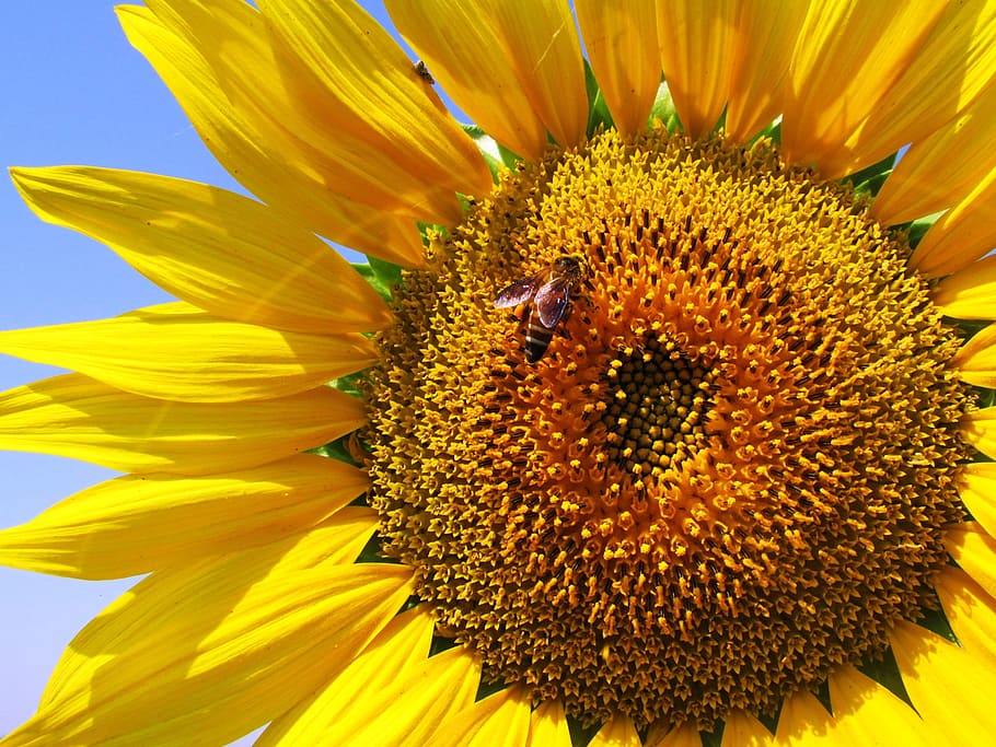 mel d'abella, gira-sol, durant el dia, abella, florir, primer pla, flora, flor, insecte, macro, pètals, planta, pol·len, groc, imatges de drets d’autor, temes d'animals, invertebrat, animal, pètal, planta amb flors, animals a la natura, fauna animal, cap de flor, un animal, frescor, bellesa a la natura, fragilitat, vulnerabilitat, creixement, inflorescència, polinització, Abellot, cap gent, 2K