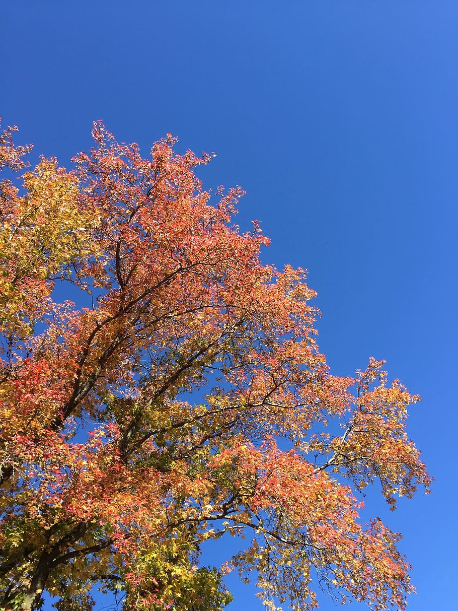 cel blau, cel, caiguda, fulles, arbre, caure, fulles de tardor, fullatge de tardor, vista d’angle baix, naturalesa, tardor, bellesa a la natura, blau, cel, planta, canvi, cel clar, creixement, branca, dia, cap gent, planta amb flors, flor, tranquil·litat, a l'aire lliure, primavera, arbre d’arbre, flor de cirerer, condició natural, 2K