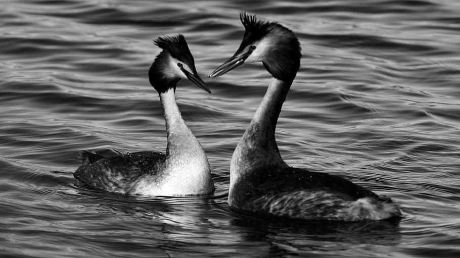 ocells, reflexió, naturalesa, tranquil·litat, aigua, cigne, solitud, elegància, reflexions, atmosfera, cos d'aigua, posta de sol, davant del mar, pelicà, llac, primavera, animals a la natura, temes d'animals, dos animals, ocell, cap gent, fauna animal, dia, nedar, animal, vertebrats, grup d’animals, ocell aquàtic, ondulat, a l'aire lliure, unió, família d’animals, coll d'animals, 1080P