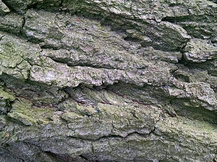 latra, copaci, textură, natură, natural, texturată, cadru complet, fundaluri, stare brută, nici o persoana, a închide, zi, solid, obiect de rocă, stâncă, plantă, creştere, trunchi de copac, mușchi, copac, în aer liber, trompă, formatie rock, model, lichen, 2K, CC0, domeniu public, fără drepturi de autor
