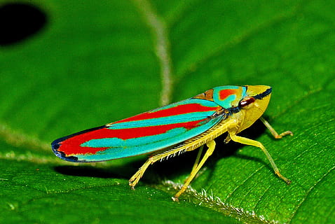 żółty konik polny, skoczek, owad, makro, Natura, biologia, ekologia, Zwierząt, owady, mały, ciekawy, jedno zwierzę, tematy zwierzęce, zwierzęca przyroda, zwierzę, zwierzęta na wolności, bezkręgowy, zielony kolor, zbliżenie, część rośliny, żadnych ludzi, liść, skupić się na pierwszym planie, dzień, zoologia, skrzydło zwierzęce, na dworze, część ciała zwierzęcia, pełna długość, 1080P, CC0, domena publiczna, darmowe zdjęcia