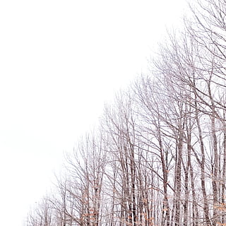 leafless trees, branch, branches, bright, cold, environment, fall, fog, zing, frost, frosty, frozen, ice, landscape, nature, outdoors, park, scenic, season, snow, snowstorm, snowy, trees, weather, winter, withered, wood, woods, bare tree, tree, sky, no people, clear sky, plant, low angle view, tranquility, day, beauty in nature, copy space, cold temperature, scenics - nature, tranquil scene, 2K, CC0, public domain, royalty free