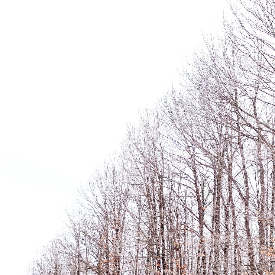 arbres sense fulles, branca, branques, brillant, fred, medi ambient, caure, boira, zing, gelades, gelada, congelat, gel, paisatge, naturalesa, a l'aire lliure, parc, escènic, temporada, neu, tempesta de neu, nevat, arbres, temps, hivern, marchit, fusta, boscos, arbre nu, arbre, cel, cap gent, cel clar, planta, vista d’angle baix, tranquil·litat, dia, bellesa a la natura, còpia espai, temperatura de fred, escenics - natura, escena tranquil·la, 2K