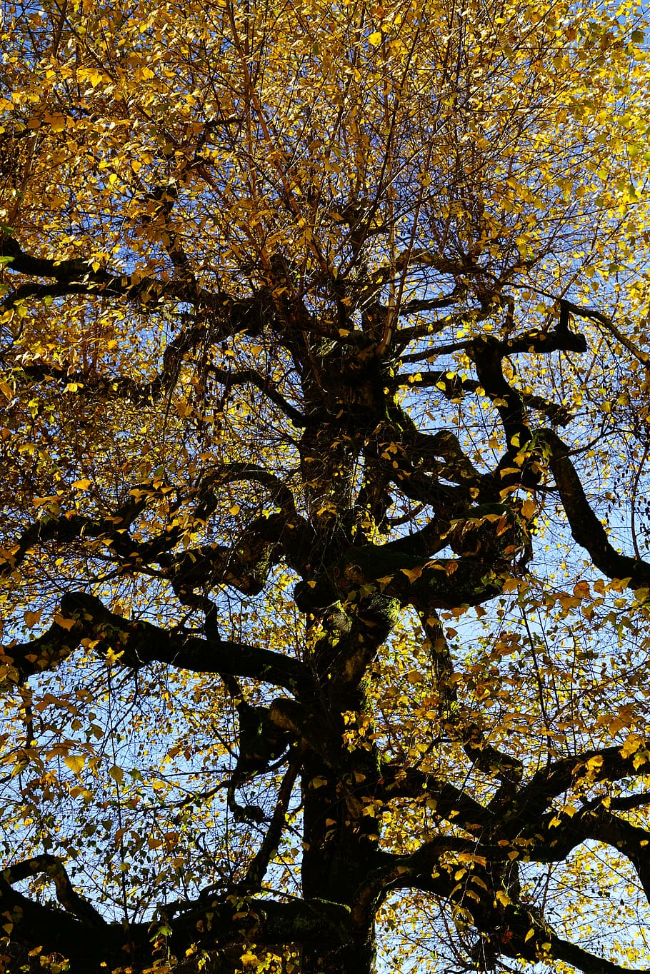 bedoll, nodrit, vell, arbre, inquietant, registre, branques, estètic, fulles, fullatge de tardor, betula, hivernacle de bedoll, betulàcies, arbre lleuger, tipus lichtholz, bàndol penjat, betula pendula, bedoll de sorra, bedoll blanc, berruga de berruga, arbre caducifoli verd estiu, arbre caducifoli, arbre ornamental, plàstic bedoll, planta, creixement, branca, bellesa a la natura, vista d’angle baix, tardor, cap gent, naturalesa, dia, marc complet, fons, a l'aire lliure, canvi, primavera, planta amb flors, tranquil·litat, flor, cel, tronc de l'arbre, copa de l'arbre, flor de cirerer, 8K