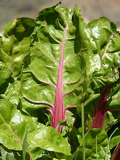 bleda, full, verd, vegetals, menjar i beguda, color verd, menjar, benestar, alimentació saludable, frescor, part de la planta, primer pla, cap gent, fulla vegetal, naturalesa, orgànic, enciam, dia, aliments crus, planta, creixement, centrar-se en primer pla, fulles, 4K, CC0, domini públic, lliure de regalies