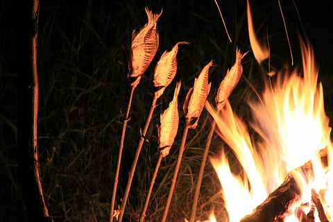 foc, peix, escopir, llum, cuina de peix, barbacoa, cremant, foc - fenomen natural, nit, flama, calor - temperatura, naturalesa, cap gent, color taronja, registre, primer pla, llenya, brillant, material de fusta, foguera, a l'aire lliure, fusta, arbre, terra, 5K, CC0, domini públic, lliure de regalies