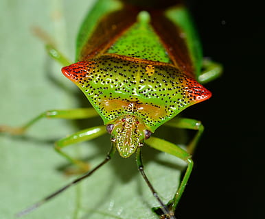 insetti, hemiptera, insetto, macro, natura, animale, avvicinamento, temi animali, fauna selvatica, animali allo stato selvatico, un animale, invertebrato, pianta, nessuno, concentrarsi sulle conoscenze acquisite, bellezza nella natura, colore verde, parte del corpo animale, parte vegetale, foglia, crescita, messa a fuoco selettiva, all'aperto, 4K, CC0, dominio pubblico, privo di copyright