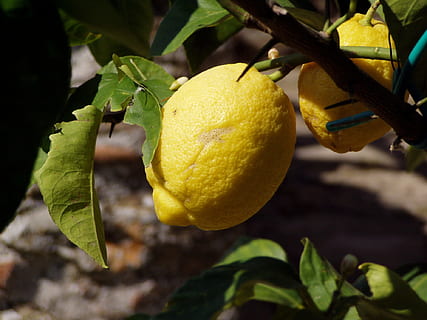 Lemon, Fruit, Tree, fruit, tree, citrus Fruit, food, freshness, leaf, nature, ripe, agriculture, lemon Tree, organic, green Color, plant part, plant, growth, healthy eating, food and drink, yellow, close-up, fruit tree, focus on foreground, no people, branch, outdoors, 1080P, CC0, public domain, royalty free