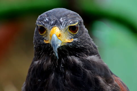 pasăre, vultur, prădător, animale tematice, animale vertebrate, animal, un animal, animale în sălbăticie, animale sălbatice, a închide, să se concentreze asupra primelor elemente, pasăre de pradă, cioc, zi, nici o persoana, partea corpului animalului, cap de animal, vulturul - pasăre, portret, in cautarea, uitându-se departe, în aer liber, ochi de animale, ochi galbeni, pui de somn, 4K, CC0, domeniu public, fără drepturi de autor