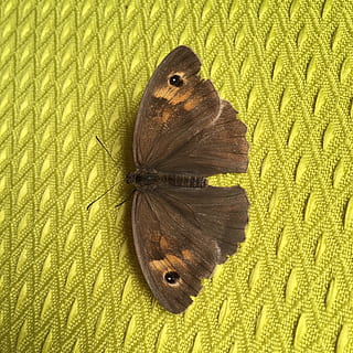 falena, insetti, Marrone, lepidotteri, farfalla, Ali, volare, natura, alato, verde, insetto, animale, temi animali, un animale, ala animale, farfalla - insetto, fauna selvatica, invertebrato, avvicinamento, modello, nessuno, bellezza nella natura, colore verde, animali allo stato selvatico, modello naturale, giallo, in casa, vista dall'alto, 2K, CC0, dominio pubblico, privo di copyright