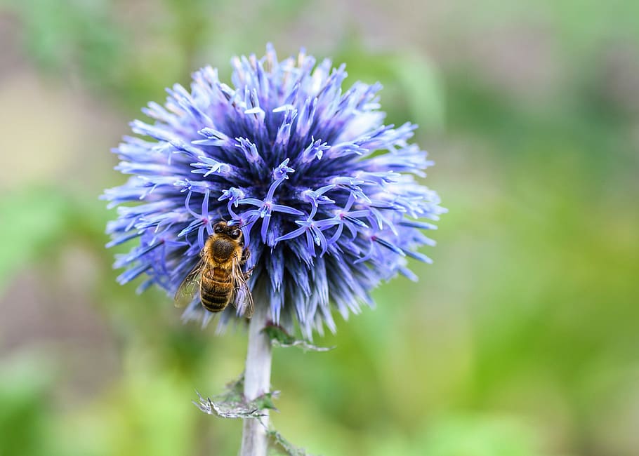 Makrofotografie, Honigbiene, Blume, Biene, Distel, Blau, Insekt, Futter, Makro, blühende Pflanze, Zerbrechlichkeit, lila, Pflanze, Verletzlichkeit, wirbellos, Tierthemen, Schönheit in der Natur, Wachstum, Frische, Nahansicht, Tiere in freier Wildbahn, Tier, Blütenkopf, Blütenblatt, Fokus auf den Vordergrund, ein Tier, Bestäubung, keine Leute, 4K