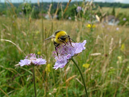bombo, prato, estate, ape, natura, insetto, campo, flora, erba, Bumble, polline, ambiente, naturale, fiore, pianta fiorita, pianta, fragilità, bellezza nella natura, crescita, invertebrato, freschezza, vulnerabilità, animale, temi animali, animali allo stato selvatico, petalo, fauna selvatica, un animale, avvicinamento, testa di fiore, viola, impollinazione, nessuno, all'aperto, 2K, CC0, dominio pubblico, privo di copyright