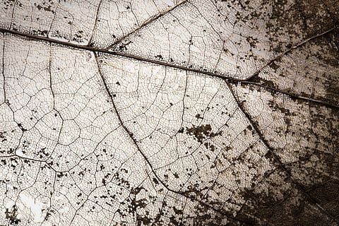 scheletro di foglie, fotografia macro, secco, foglia, struttura, scheletro, macro, sfondi, strutturato, fotogramma intero, nessuno, screpolato, modello, avvicinamento, natura, ruvido, intemperie, albero, giorno, pianta, all'aperto, caratteristica della parete, modello naturale, legno - materiale, asciutto, danneggiato, sporco, abbaiare, 5K, CC0, dominio pubblico, privo di copyright