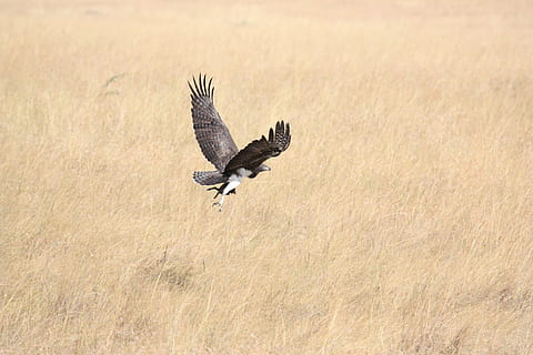 antenne, schot, zwart, adelaar, vogel, roofdier, vlieg, vliegend, opstijgen, Afrika, Zuid-Afrika, wild, natuur, dieren in het wild, dieren, safari, dier, Serengeti, savanne, natuur serengeti, dierlijke thema's, dierenleven, roofvogel, gewerveld, één dier, spreid vleugels, geen mensen, dierlijke lichaamsdeel, beweging, buitenshuis, overleving, dag, dieren jagen, jacht-, gier, adelaar - vogel, prairie, 4K, CC0, publiek domein, royaltyvrij