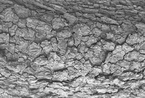 corteccia di albero, abbaiare, albero, struttura, bianco e nero, nero bianco, sfondi, fotogramma intero, nessuno, strutturato, modello, avvicinamento, acqua, natura, vista dall'alto, giorno, all'aperto, temperatura fredda, solido, screpolato, modello naturale, ghiaccio, ruvido, congelato, purezza, 1080P, CC0, dominio pubblico, privo di copyright
