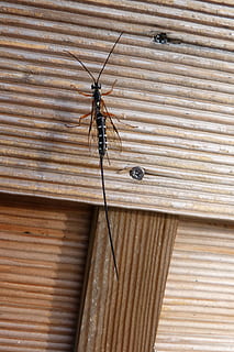 Faz, vespa, himenópteros, inseto, animal, invertebrado, animais em estado selvagem, animais selvagens, madeira - material, temas animais, um animal, ninguém, fechar-se, dia, padronizar, recurso de construção de parede, metal, texturizado, ao ar livre, asa animal, estrutura construída, arquitetura, zoologia, ferro, 4K, CC0, domínio público, royalty free