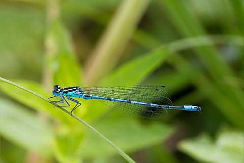 guldsmed, makro, tæt, insekt, dyr, blå dragonfly, makrofotografering, dyre temaer, dyreliv, hvirvelløse, damselfly, dyr i naturen, et dyr, tæt på, grøn farve, fokus på forgrunden, plante, dyrefløj, natur, blå, plante del, dag, ingen mennesker, udendørs, græsblad, dyr øje, 2K, CC0, offentligt domæne, royaltyfrie