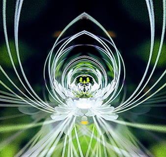 fiore, simpatico, sfondo, avvicinamento, colore, fantasioso, simmetria, bianca, verde, pianta, pianta fiorita, fragilità, vulnerabilità, concentrarsi sulle conoscenze acquisite, freschezza, natura, bellezza nella natura, crescita, nessuno, messa a fuoco selettiva, colore verde, cerchio, forma geometrica, sfera, all'aperto, forma, giorno, testa di fiore, semi di dente di leone, 2K, CC0, dominio pubblico, privo di copyright