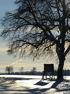vinterlige, træ, væk, aften, Abendstimmung, sne landskab, vinterstemning, kold temperatur, sne, vinter, natur, plante, himmel, skønhed i naturen, bare træ, ingen mennesker, ro, sæde, rolig scene, udendørs, jord, Mark, scenics - natur, afdeling, bænk, 4K, CC0, offentligt domæne, royaltyfrie
