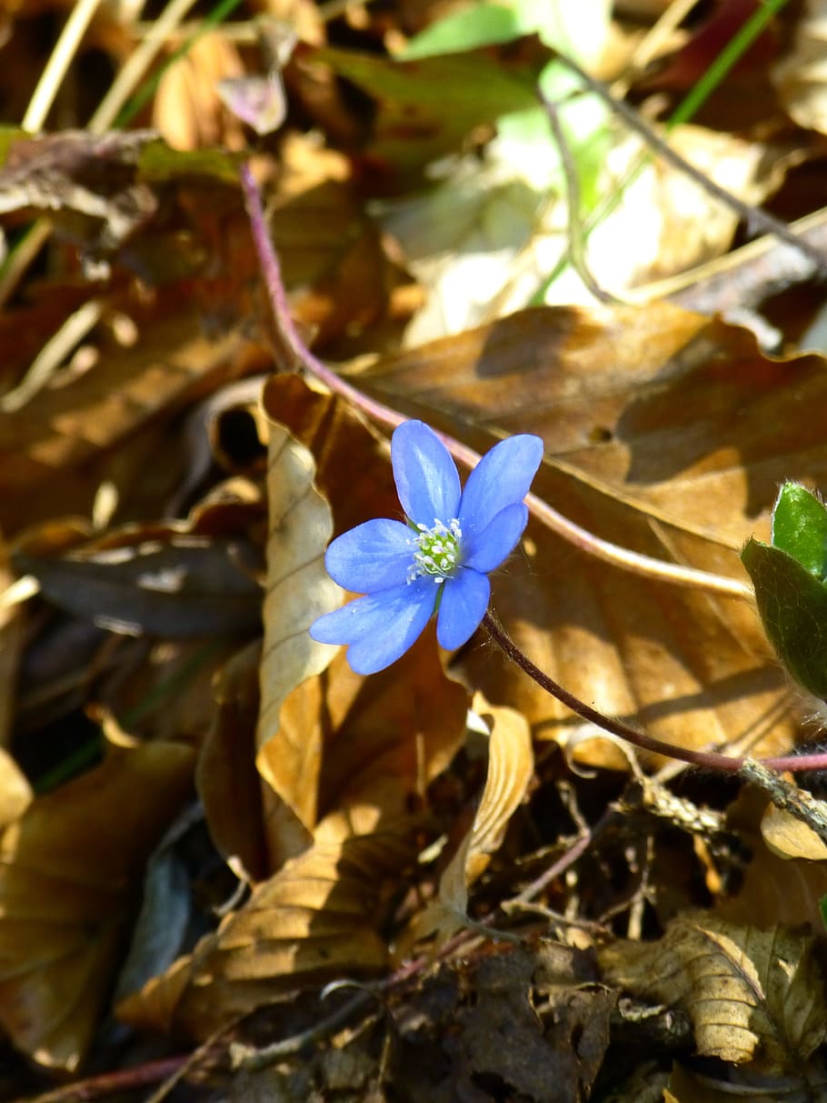 hepatica, flor, florir, violeta, porpra, hepatica nobilis, anemone hepatica, hepàtica comuna, hahnenfußgewächs, ranunculaceae, anemone, guldin cle, vestit d'or, trèvol daurat, trébol gulden, haselmuenich, flor d'avellaner, haselvoaltcher, flors cap endavant, alegria del cor, herba del cor, vestit de cérvol, flor de fusta blava, leberblom, leberbluemli, flor de fetge, trèvol de fetge, herbes precioses del fetge, güldin leberkrut, leberkraut, palanca, palanca krud, liewerkrokt, blau märzablüm, maerzblom, maibluemli, muehliblueamli, blag oeschken, schoeranchel, herba de fulla negra, steibluoma, steiblueomli, violas blaves, vorwitzchen, planta amb flors, planta, bellesa a la natura, creixement, fragilitat, vulnerabilitat, frescor, pètal, primer pla, cap de flor, part de la planta, naturalesa, inflorescència, full, cap gent, dia, botànica, enfocament selectiu, a l'aire lliure, pol·len, primavera, 4K