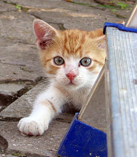 gat, tomcat, gatet, gat domèstic, mascotes, animals domèstics, felí, temes d'animals, un animal, nacional, mamífer, vertebrats, retrat, mirant la càmera, cap gent, bigotis, dia, relaxació, primer pla, gat de gingebre, ull d’animals, 1080P, CC0, domini públic, lliure de regalies
