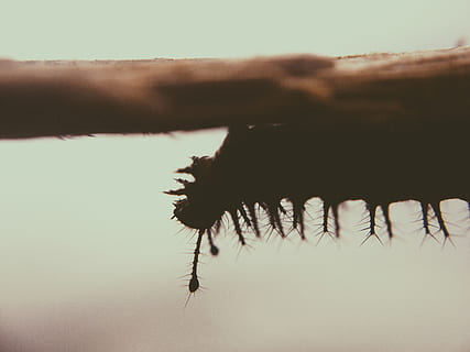 black, catterpillar, brown, branch, bug, caterpillar, crawling, insect, nature, prickly, silhouette, worm, plant, sky, close-up, focus on foreground, no people, day, beauty in nature, outdoors, one animal, tree, tranquility, growth, animal themes, sunset, selective focus, animal, 2K, CC0, public domain, royalty free