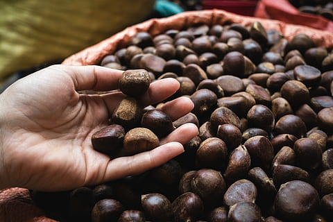 picking up chestnuts, up, chestnuts, close up, hands, nuts, bean, brown, caffeine, coffee Crop, coffee Bean, close-up, coffee - Drink, roasted, espresso, drink, cafe, food, backgrounds, freshness, food and drink, large group of objects, abundance, human body part, human hand, hand, one person, finger, focus on foreground, human finger, holding, healthy eating, body part, raw coffee bean, 5K, CC0, public domain, royalty free