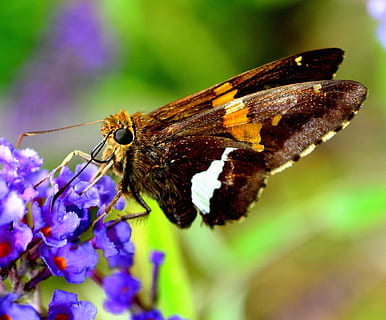 bug, serangga, bunga, makro, taman, serbuk sari, ngengat, warna, ungu, tema binatang, satu binatang, satwa liar hewan, invertebrata, hewan, binatang di alam liar, tanaman berbunga, keindahan di alam, sayap binatang, menanam, merapatkan, kupu-kupu - serangga, kerentanan, kerapuhan, tidak ada orang, daun bunga, alam, kesegaran, kepala bunga, penyerbukan, kupu-kupu, 1080P, CC0, domain publik, bebas royalti