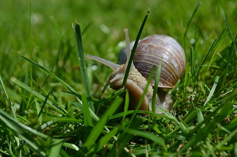 snail, mollusk, shell, grass, green color, plant, animal themes, gastropod, animal wildlife, one animal, animal, invertebrate, close-up, nature, selective focus, day, field, animals in the wild, land, growth, no people, surface level, 4K, CC0, public domain, royalty free