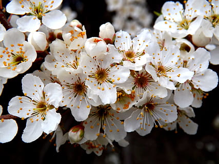 flor, blanc, primavera, casey, primavera blanca, Color blanc, fragilitat, pètal, planta amb flors, frescor, creixement, vulnerabilitat, planta, bellesa a la natura, primer pla, pol·len, cap de flor, inflorescència, centrar-se en primer pla, flor de cirerer, naturalesa, dia, cap gent, a l'aire lliure, cirerer, 4K, CC0, domini públic, lliure de regalies