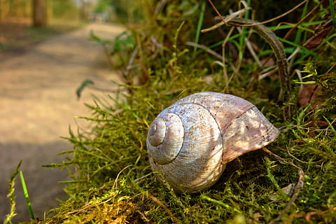 Brun, skal, græs, snail-shell, snegl, mollusk, havsnegle, dyr, hastighed, dyreliv, natur, dyre temaer, dyreskal, dyr i naturen, plante, et dyr, ingen mennesker, dag, tæt på, hvirvelløse, jord, udendørs, fokus på forgrunden, 5K, CC0, offentligt domæne, royaltyfrie